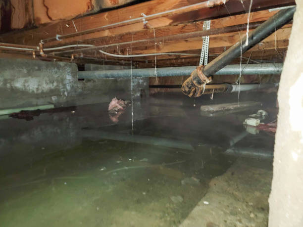 Best Flood damage cleanup  in Paramount Long Meadow, MD